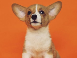 short-coated brown and white puppy