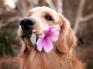 dog holding flower